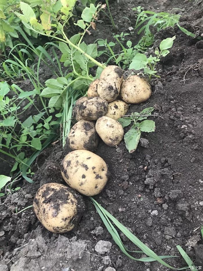 刚出土的土豆