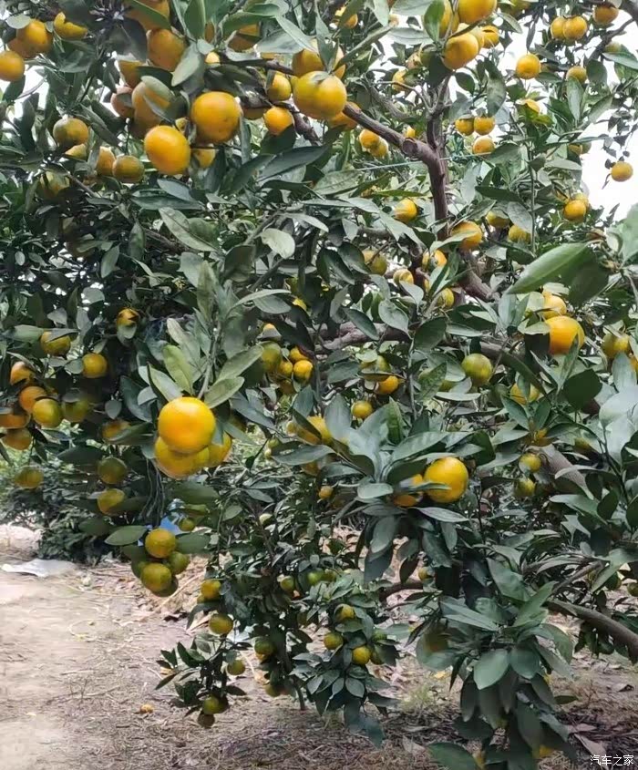 采"橘"东篱下,悠然见南山——苏州东山采橘一日游