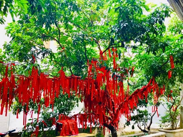 许愿树,许个新年愿望吧!