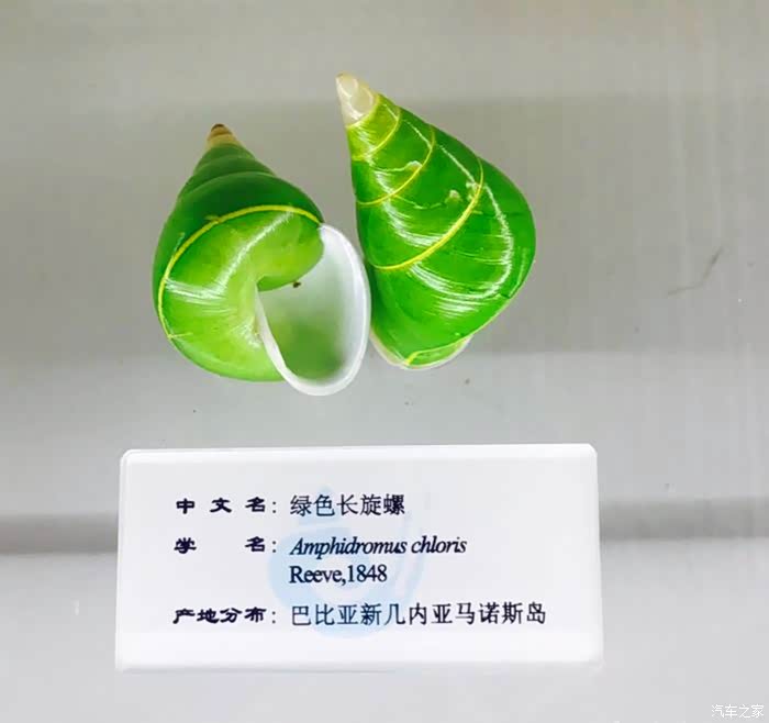 【辽宁长安车友俱乐部】大白与我欣赏美丽的贝壳世界