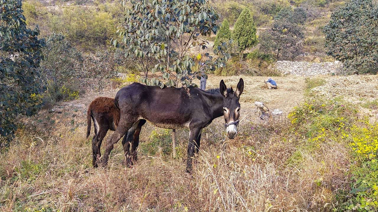 太行山里的毛驴是待遇很高的,因为它是主要劳力.