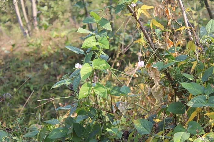 上海cs75官方车友会253小何那年乡土花香依旧