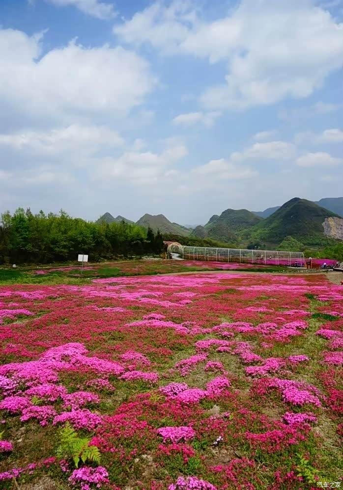 "彝山花谷"另样的花海