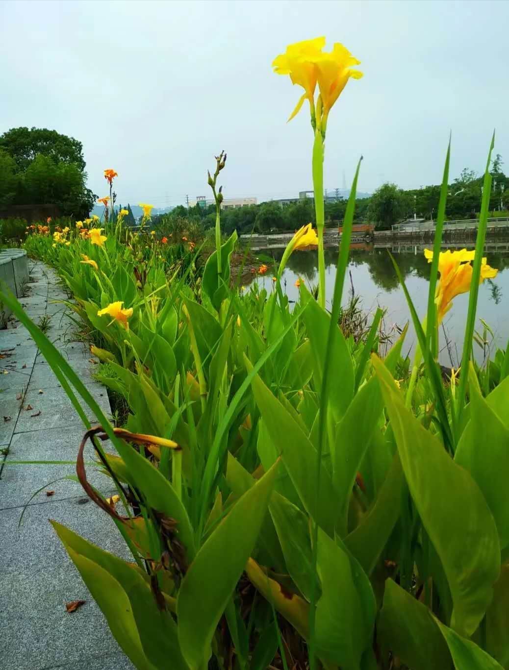 乡村六月风光美,绿满原野果满枝