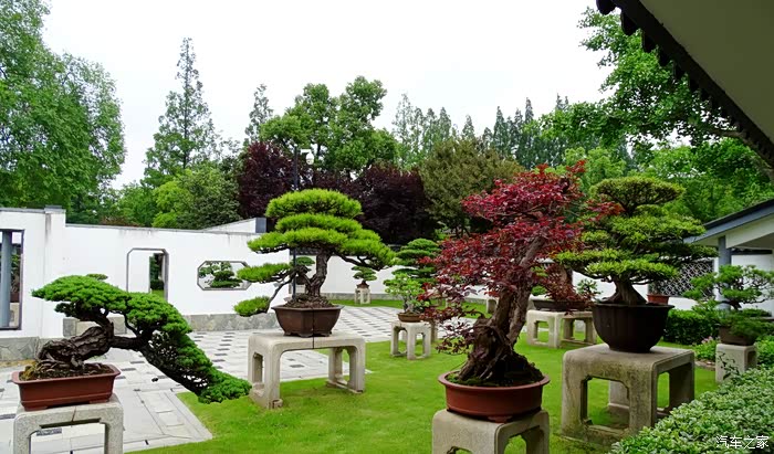 园中天地宽盆里乾坤大品读上海植物园盆景园
