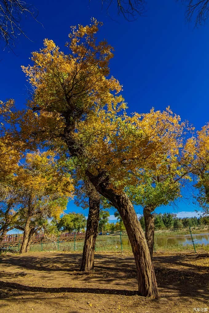 【你好2021】胡杨林美景〈2〉