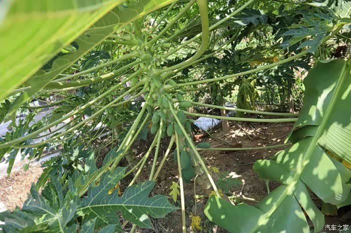 东莞博越精英车友会9月聚会茶山飞马公园