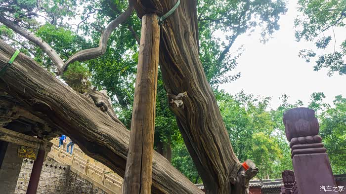 小七带我游天下之187太原晋祠这颗柏树已经倾斜了,看上去如卧龙一般