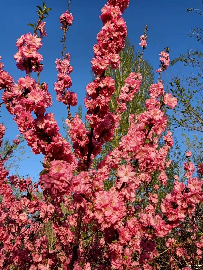 新疆4月美景带你游玩