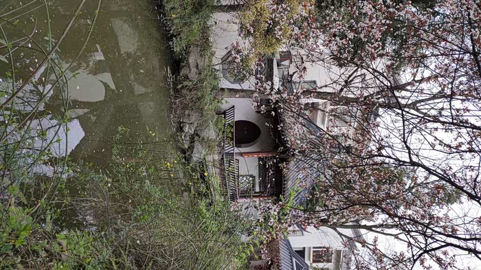 老爷子春游成都温江芙蓉古城一支持内蒙古论坛