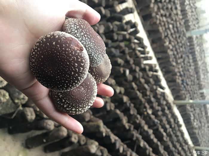 行走在美好的风景中启乐小镇采摘游