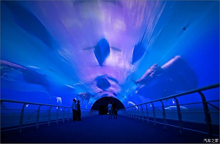 穿梭在海底通道,仿佛身心都和这番景象融为一体.