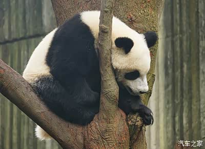溜达到成都看熊猫