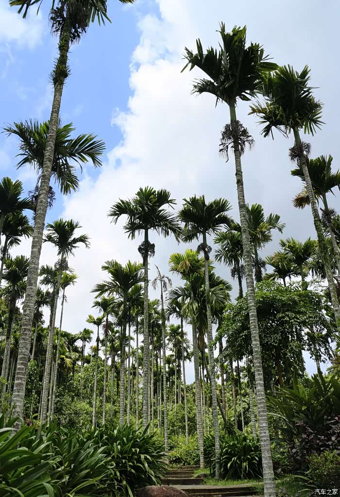 高挺逼直椰子树