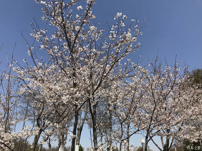 狂欢十二月辛山山体公园之樱花谷