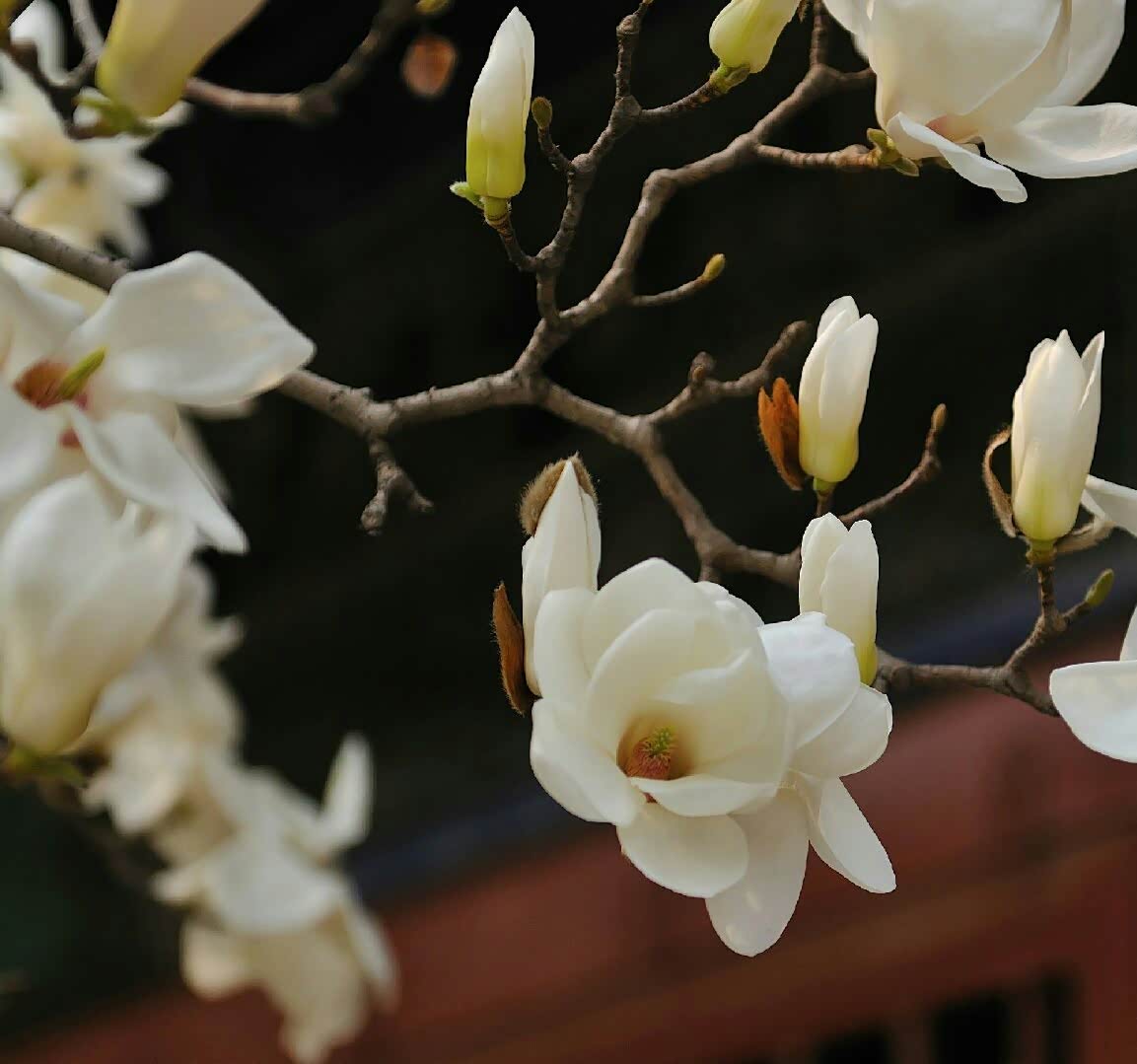 坐在钟粹宫的玉兰树下满院子都是它的香气太美啦