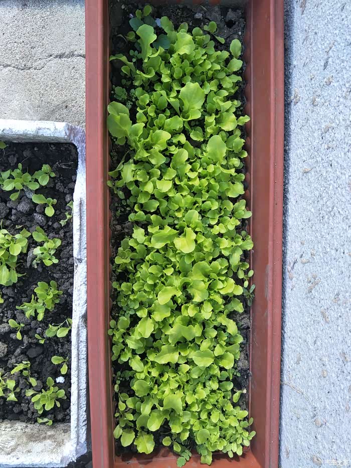 妈妈种的小白菜了芽了,翠绿翠绿的,再过几天就可以吃啦.