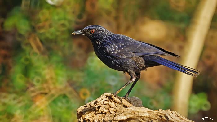 早春二月,南京的大,小,老鸟