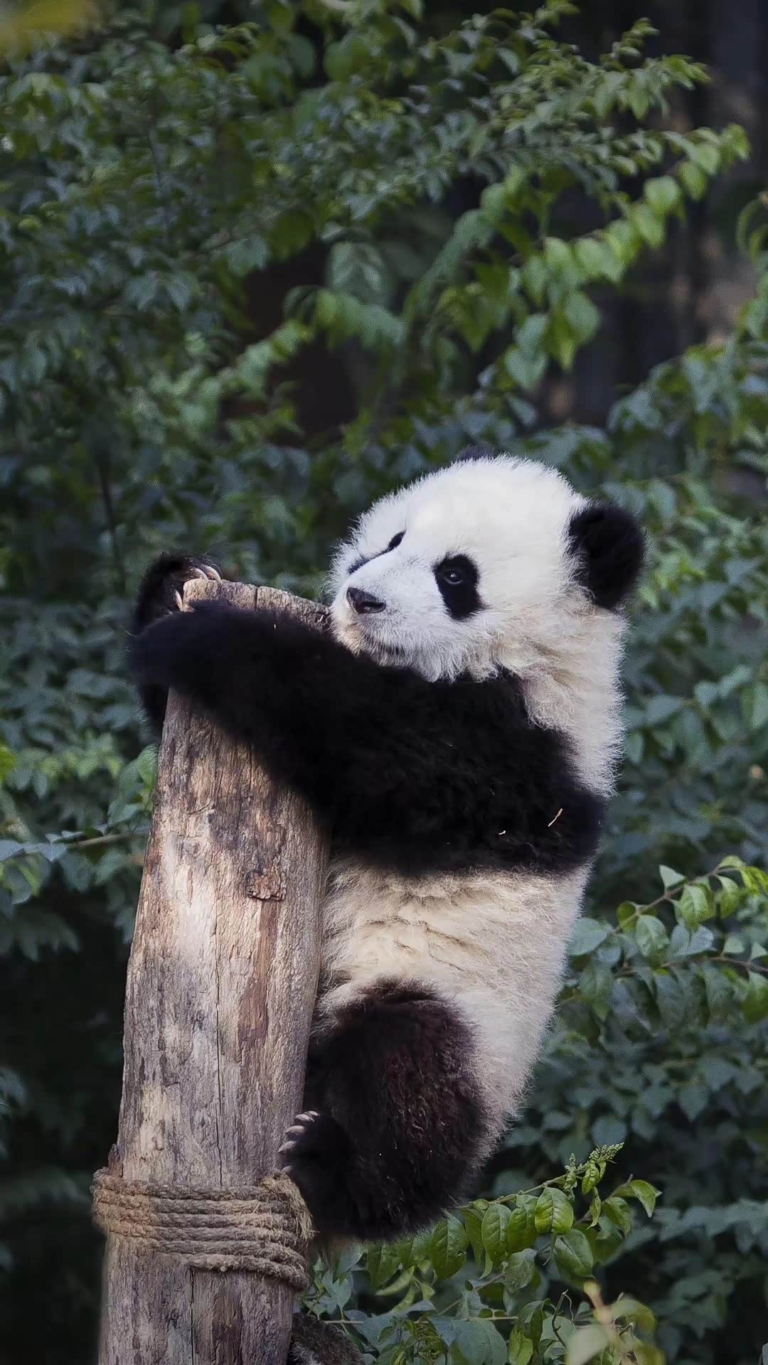 【图】国宝大熊猫,憨态可掬,幸福了!_标致408论坛_汽车之家论坛
