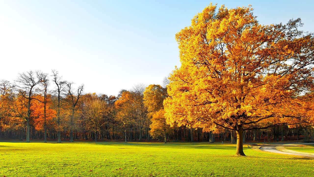 金秋十月,金黄色的树叶,金灿灿的阳光!