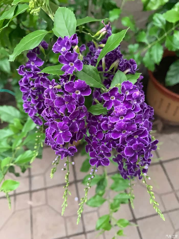 紫色的蕾丝金露,成簇的小花,花开的时候有一股淡淡的巧克力香.