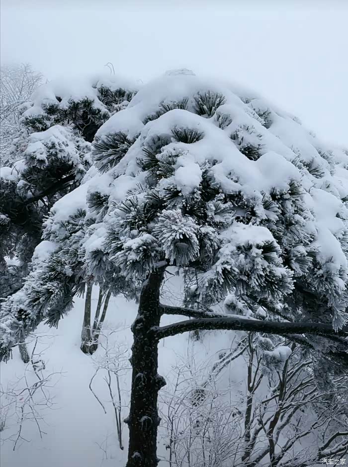 冬季到黄山看雪松