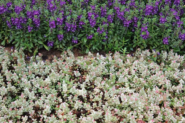 路边的花坛让我心花怒放