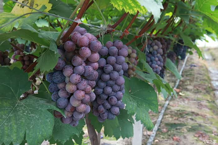 【无锡长安suv联盟】无锡吐鲁番的葡萄熟了集体活动采摘葡萄