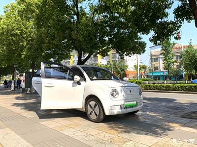 白色的黑猫在阳光下,闪闪发亮呀