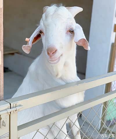 憨态可掬的崇明白山羊