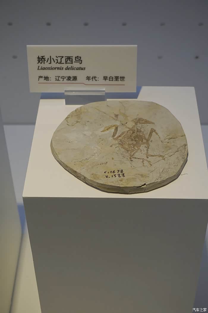 随适应环境的不同而产生变异辽西鸟化石欣赏