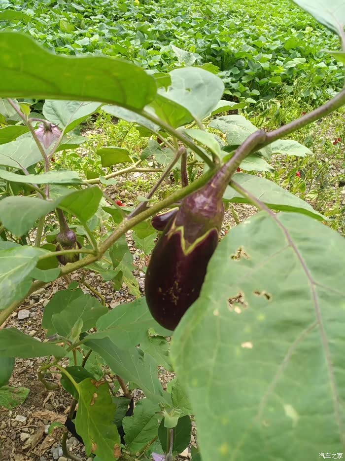 黑皮茄子,好,好嫩,估计还有长大,炒吃,坑定很香!