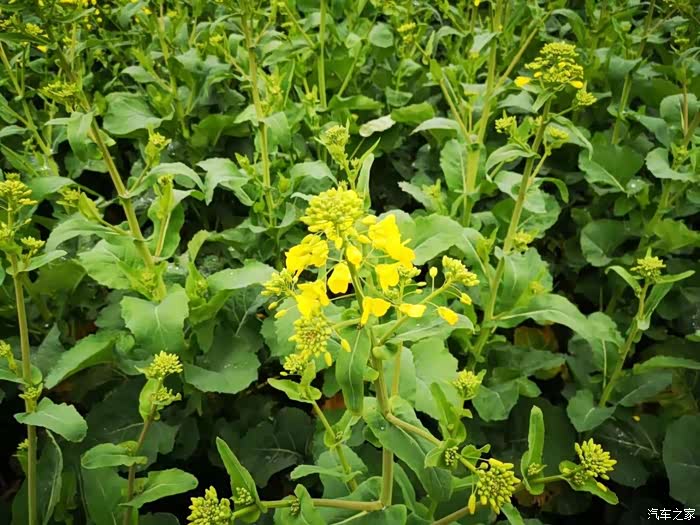 【图】醒春--油菜花开_哈弗h2论坛_汽车之家论坛