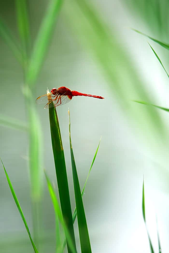 蜻蜓飞啊摄于奥林匹克公园