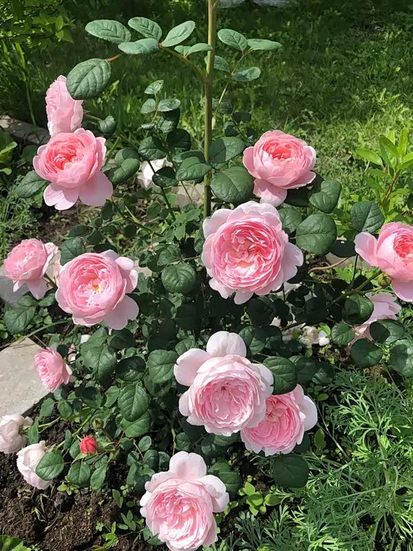 姥姥家的月季花开的真好看.