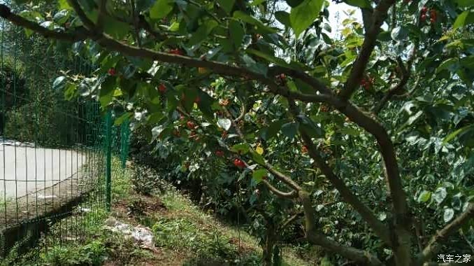 玉峰山上摘樱桃