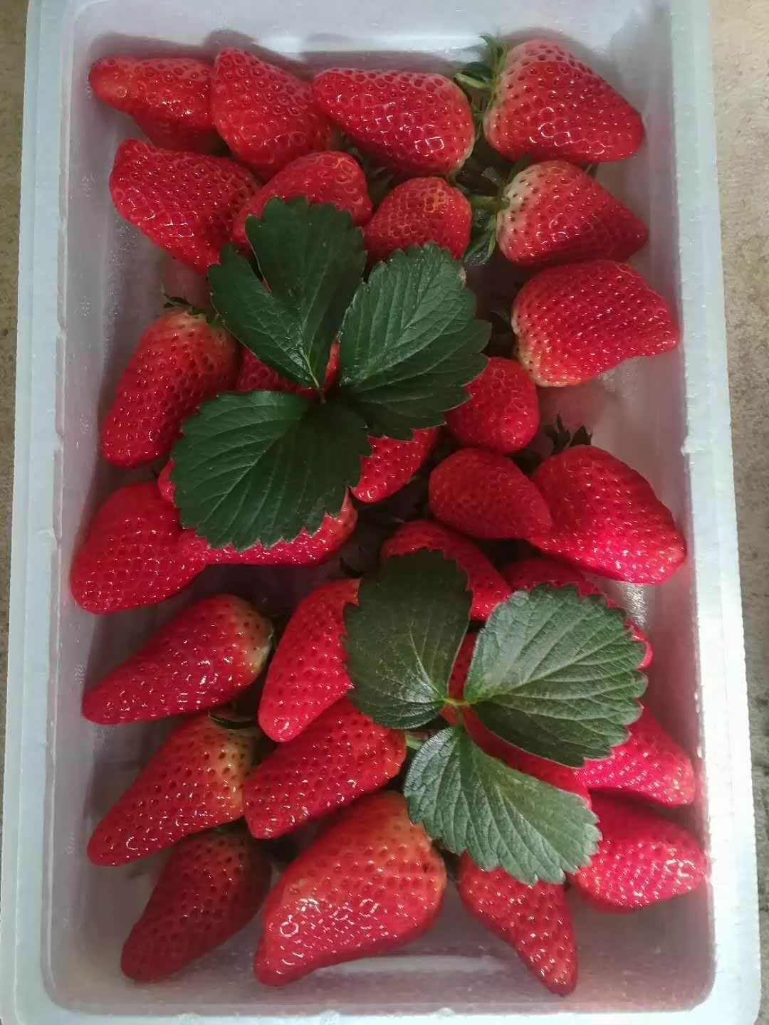 幸福的小日子幸福的一家人酸酸甜甜草莓采摘走起