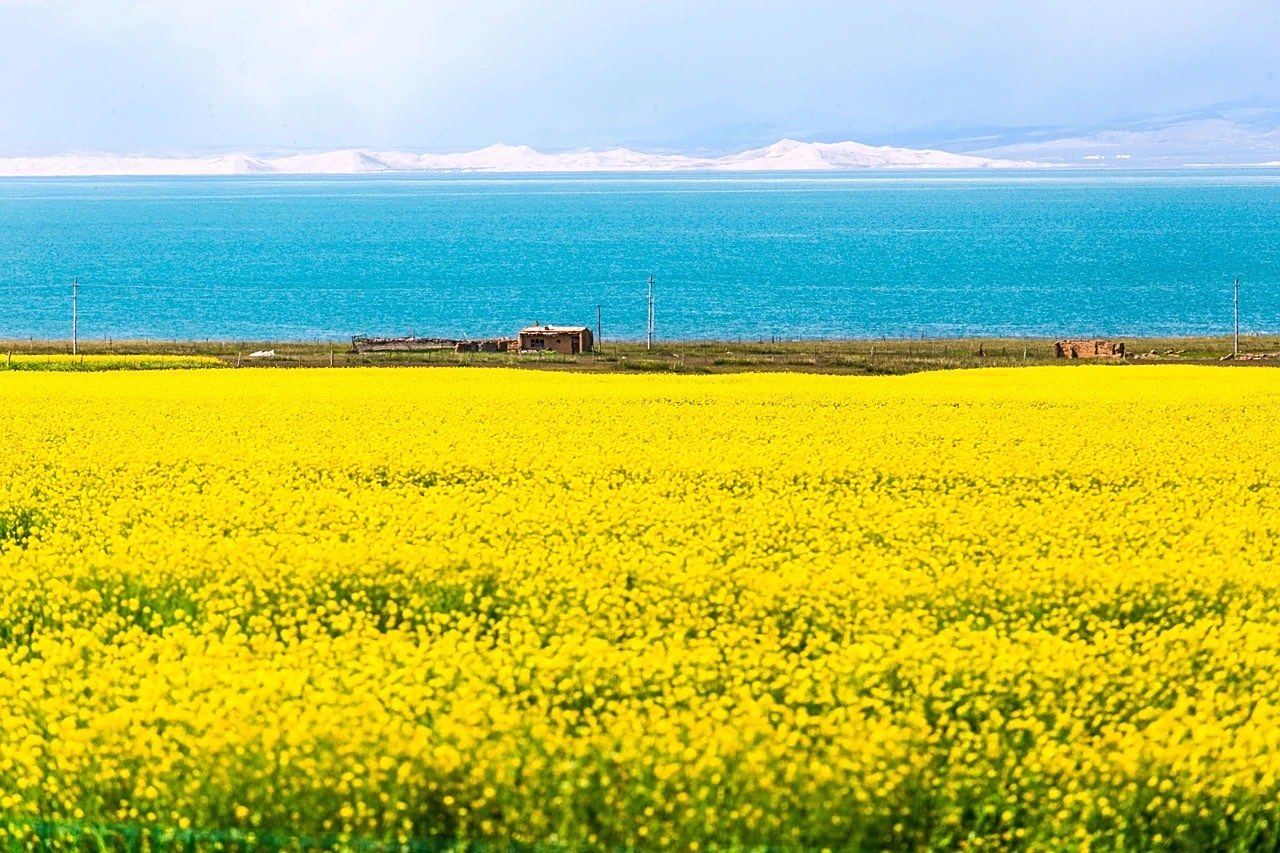 青海湖的油菜花开了,满眼的金光色!