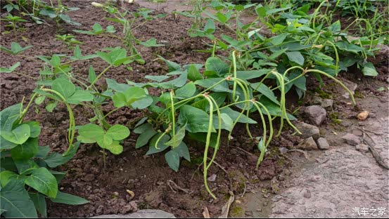也顺便拍一下我家种的地,这是才撒了肥料过后的豇豆,不过这个算是生长
