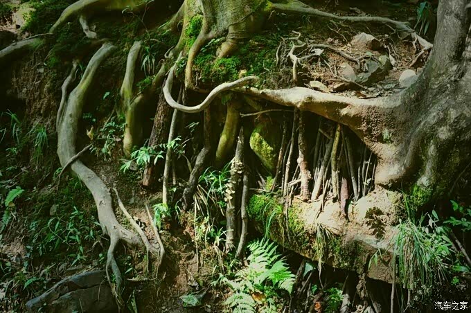 自驾游去看看阿凡达的世界