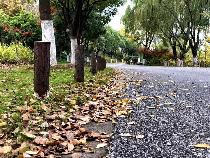 风起叶落当树叶飘落时冬天也来了