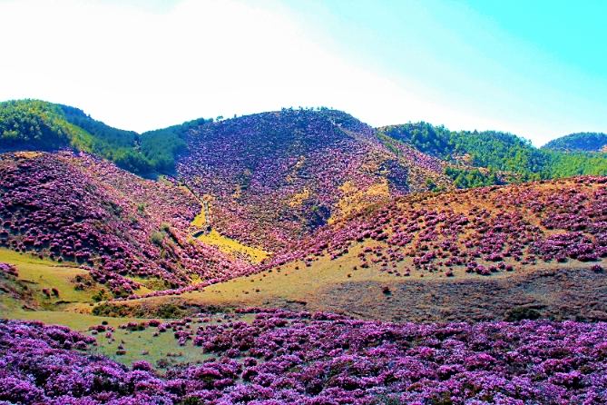 马鹿塘花海图片