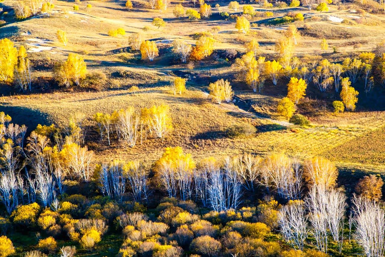 若不是来到坝上不知道世上对黄的定义有无数种.