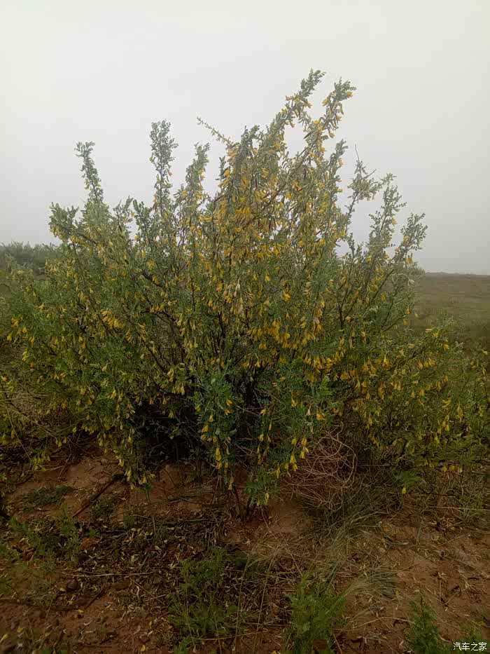 听说这个叫做牛筋条,曾经这里是沙漠,这种树是特别耐干旱专门防沙治沙