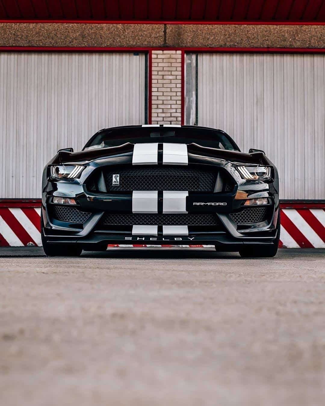 一匹凶恶的野马拉花非常漂亮我喜欢