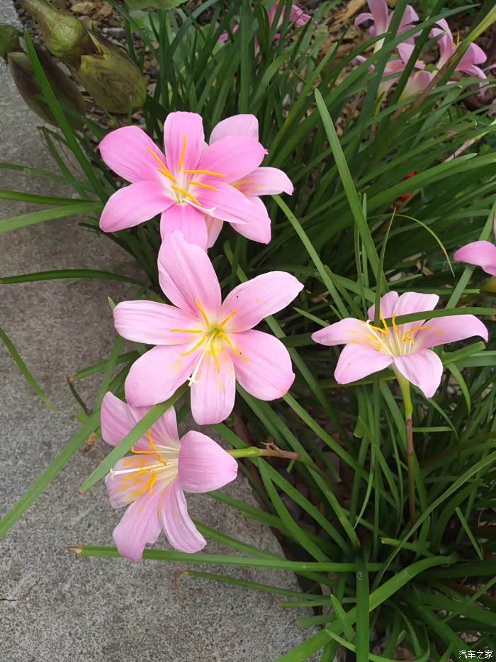 路边小粉花,不知道叫什么名字,还挺香!