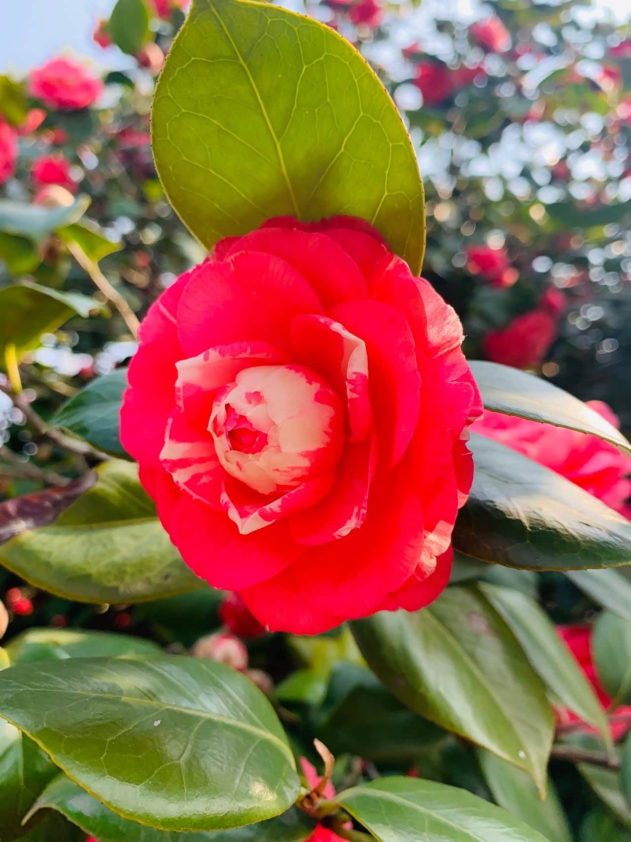 橘子洲头的山茶花太漂亮了.