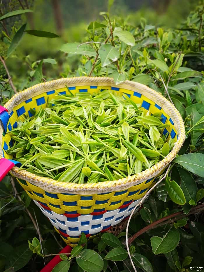 平武豆叩体验羌族特色——采茶.