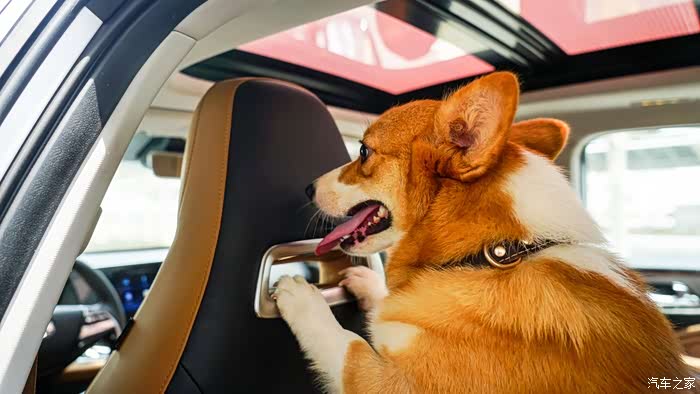 遛狗溜出了表情包合集带着柯基去遛弯下