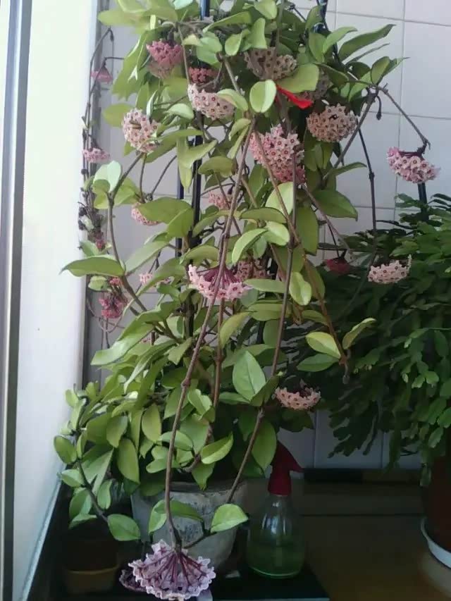 这种花名叫"绿叶粉花球兰",一般简称绿叶粉